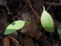 写真：小さい楕円形の葉