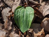 写真：大きくなってきた葉