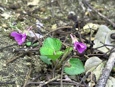 写真：赤紫のスミレ