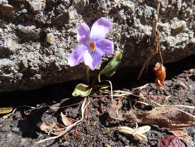 写真：薄紫色のスミレ