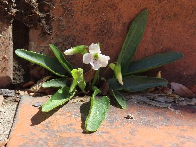 写真：白いスミレ