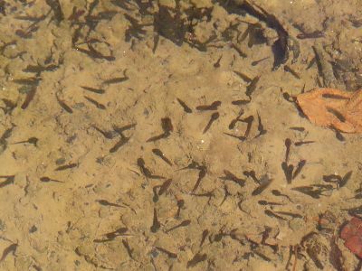 写真：池の中のたくさんのオタマジャクシ