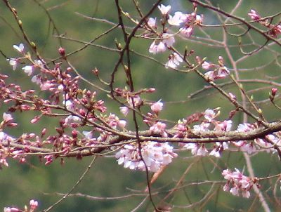 写真：枝には蕾と花がたくさん付く