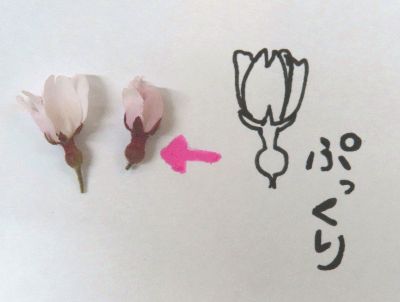 写真：拾った桜の萼頭
