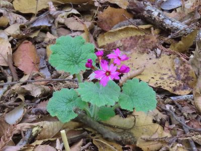 写真：カッコソウの花と蕾