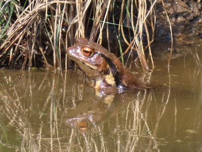 写真：池から顔を出すアズマヒキガエル