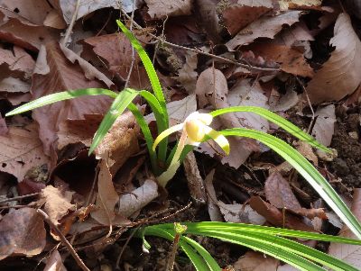 写真：白く輝くようなラン