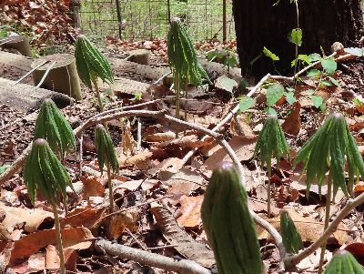 写真：傘が閉じているような姿の葉