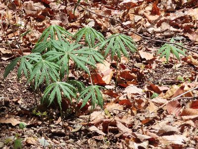 写真：破れた傘のような姿の葉