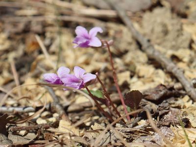 写真：シハイスミレのアップ