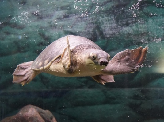 入園したスッポンモドキの画像