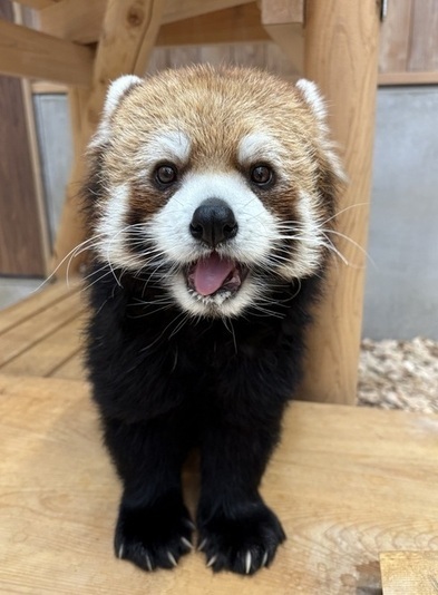レッサーパンダのライムの画像