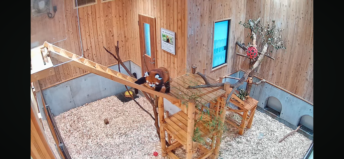 レッサーパンダライブ配信で映る画像