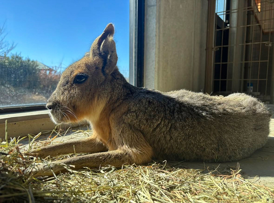 マーラのまさるの画像