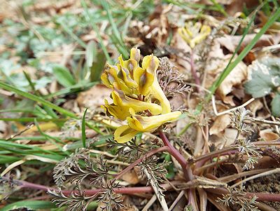 写真:深山といえども里山に咲く黄色い花