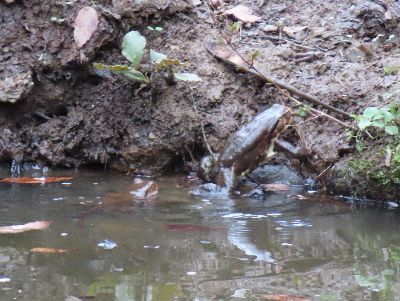 写真:池の縁で待ち構えるアズマヒキガエル