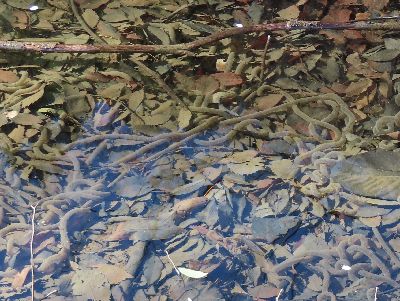 写真:池の中の卵塊