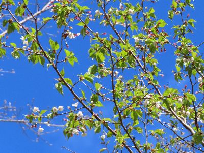 写真：ヤマザクラの枝先
