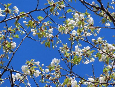 写真：カスミザクラの枝先