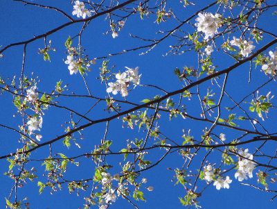 写真：オオシマザクラの枝先