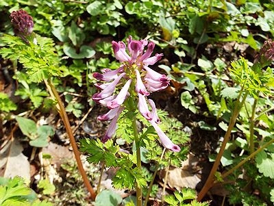 写真:仏殿の欄間を飾る仏具、華鬘の名をもつ花