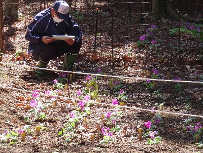 写真：カッコソウをよく見る調査員
