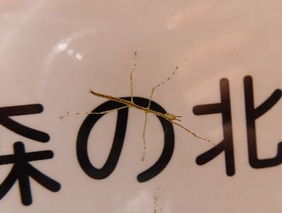 写真：看板の上を歩く、細くて小さい虫
