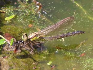 写真：翅が伸びた羽化中のトンボ