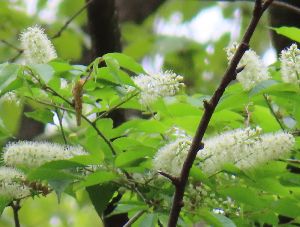 写真：白いウワミズザクラの花