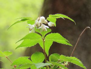 写真：白いミツバウツギの花