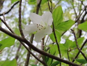 写真：白いシロヤシオの花