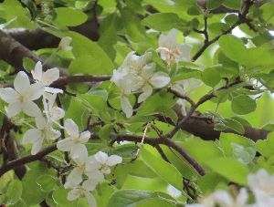 写真：白いズミの花