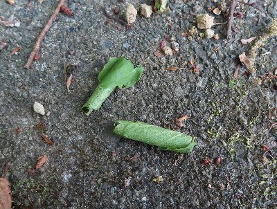 写真:葉がくるくる巻かれ、筒状になっている