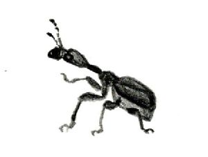 イラスト：黒く首が長い虫