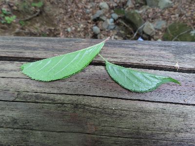 写真：葉が縦に折りたたまれている