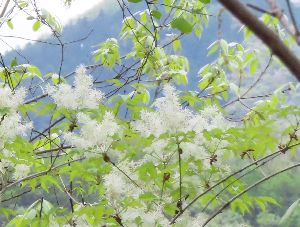 写真：白いマルバアオダモの花