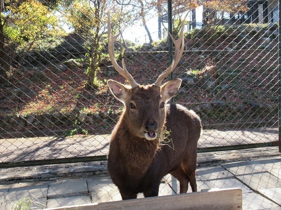 立派なツノが生えているヤクシカの写真