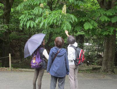 写真：トチノキを観察