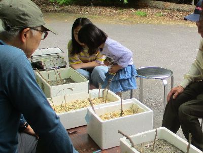 写真：蛹や羽化したチョウを見る子どもたち