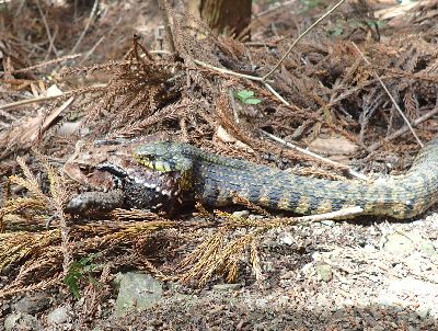 写真：カエルの下半身を口に入れるヘビ