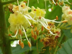 写真:黄色い蜜標の花