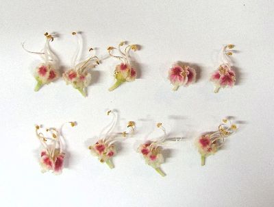 写真:落ちていた花を集めて並べたもの