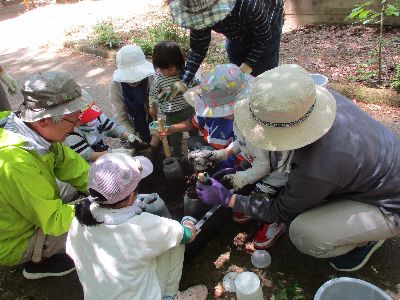 写真:幼虫の飼育環境を整える