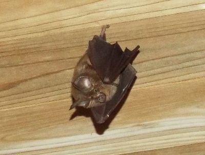 写真:天井からぶら下がるコウモリ