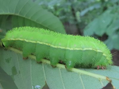 写真:黄緑色の毛が密生しているイモムシ