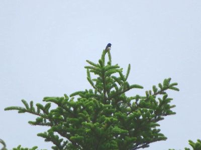 写真:木のてっぺんにいるオオルリ