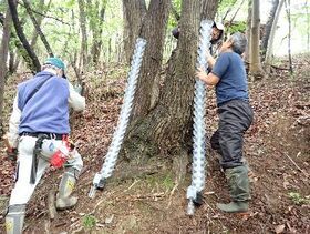 写真:木にトラップを添わせる参加者