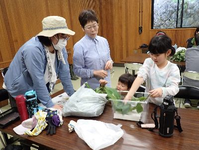 写真:虫ケースに、アゲハの餌を入れる
