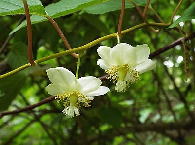 写真:マタタビの花