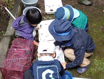 写真:バットの中の生きものを観察する子どもたち